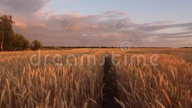 成熟的谷物在天空中收获。 麦穗摇动风。 金色光芒中田园自然的巨大黄色麦田